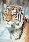 Купить книгу Смирнов, Г. - Уссурийский тигр. Открытка