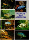 Купить книгу Кочетов, А. - Пестрый мир аквариума. Вып. 3. Цихлиды: 25 открыток
