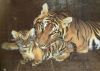 Купить книгу Авалов, А. - Семья бенгальских тигров. Открытка