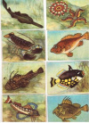 Купить книгу [автор не указан] - Морские животные и рыбы: Карточки на картоне